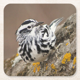 Zwart-wit Warbler Drink Onderzetter