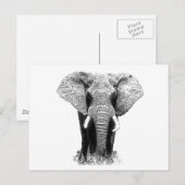 Zwart-witachtig olifant briefkaart (Voorkant / Achterkant)