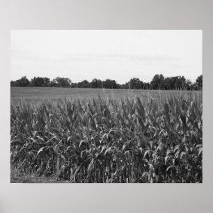Zwart-witcornstalks in een plattelandsgebied 16x20 poster
