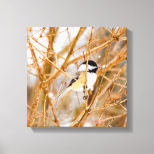 Zwart witkapje - originele foto canvas afdruk