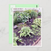 Zwart-witkat Briefkaart (Voorkant / Achterkant)