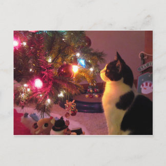 Zwart-witkat met kerstboom Briefkaart