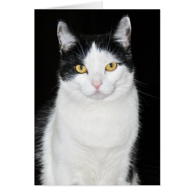 Zwart-witkat-portret (Voorkant)