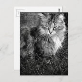 Zwart-witkat-portret Briefkaart (Voorkant / Achterkant)