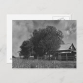 Zwart-witkatoenveld Briefkaart (Voorkant / Achterkant)