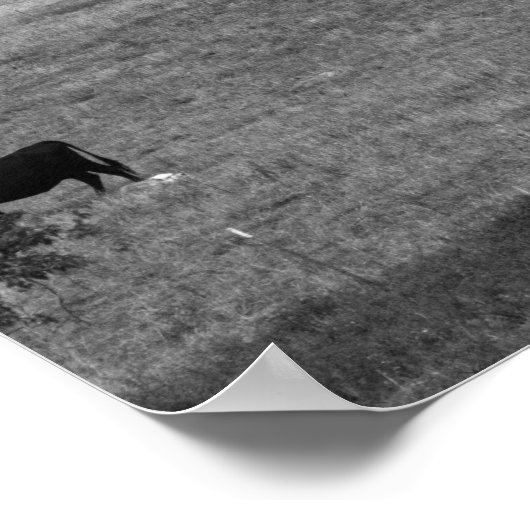 Zwart-witlandschap van Koeien die in een veld graz Poster (Hoek)