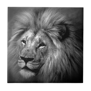 Zwart-witleeuw Tegeltje