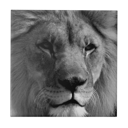 Zwart-witleeuw Tegeltje (Voorkant)