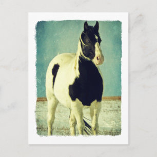 Zwart-witpinto Briefkaart