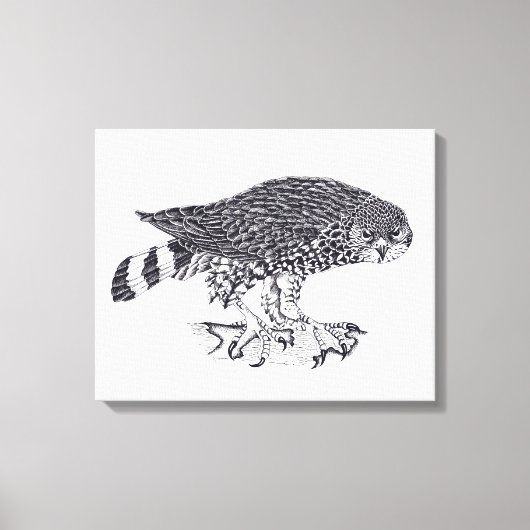 Zwart-witte afbeelding van Sparrow Hawk Canvas Afdruk (Voorkant)