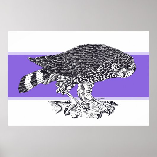 Zwart-witte afbeelding van Sparrow Hawk Poster (Voorkant)