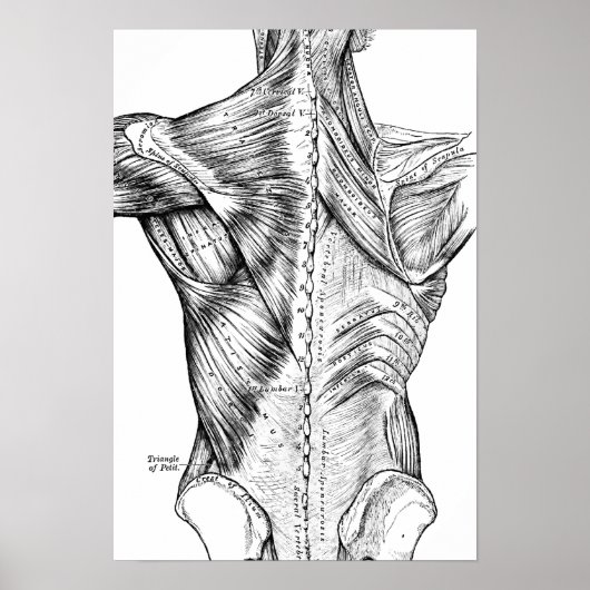 Zwart-witte anatomie Art Rugspieren (1890) Poster (Voorkant)