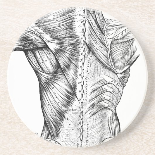 Zwart-witte anatomie Art Rugspieren (1890) Zandsteen Onderzetter (Voorkant)