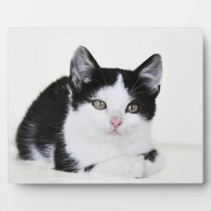 Zwart Witte Bedachtzame Kitten Foto Plaquettes Fotoplaat