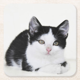 Zwart Witte Bedachtzame Kitten Papieren Onderzette Vierkante Kartonnen Onderzetter