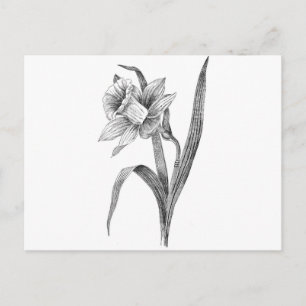 zwart witte bloemen narcis vintage briefkaart