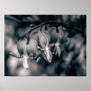 Zwart-witte bloemen van het gebroken hart poster