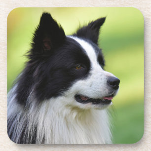 Zwart-witte Border Collie-hond Bier Onderzetter