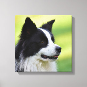 Zwart-witte Border Collie-hond Canvas Afdruk