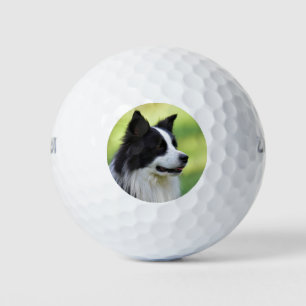 Zwart-witte Border Collie-hond Golfballen