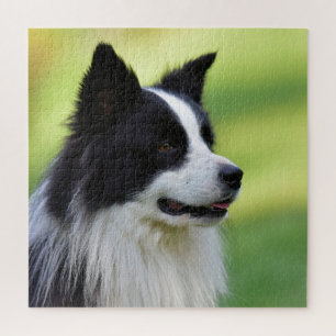 Zwart-witte Border Collie-hond Legpuzzel