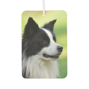 Zwart-witte Border Collie-hond Luchtverfrisser