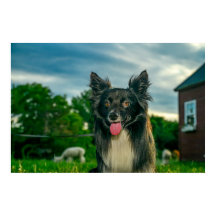 Zwart-witte Border Collie hond
