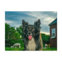 Zwart-witte Border Collie hond postkaart