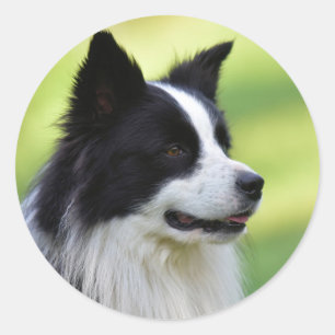 Zwart-witte Border Collie hond Ronde Sticker