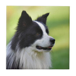 Zwart-witte Border Collie-hond Tegeltje