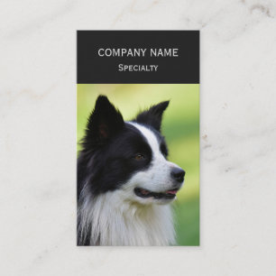 Zwart-witte Border Collie hond Visitekaartje