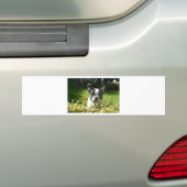 Zwart-witte bull Dog Puppy Bumpersticker (Op auto)