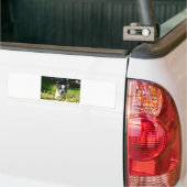 Zwart-witte bull Dog Puppy Bumpersticker (Op Truck)