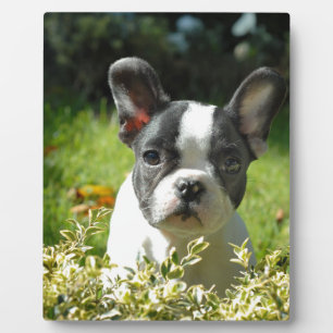 Zwart-witte bull Dog Puppy Fotoplaat