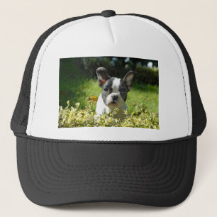 Zwart-witte bull Dog Puppy Trucker Pet