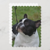 Zwart-witte Bulldog Kaart (Voorkant / Achterkant)