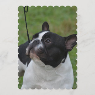 Zwart-witte Bulldog Kaart