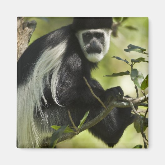 Zwart-witte Colobus-aap Magneet (Voorkant)