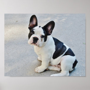Zwart-witte Franse Buldog Poster
