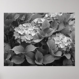 Zwart-witte hortensia's poster