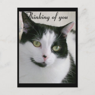 Zwart-witte kat die aan je denkt briefkaart