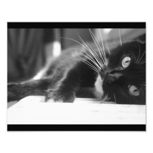 Zwart-witte kat foto afdruk