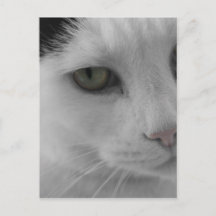 Zwart-witte katten gezicht