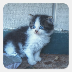 Zwart + Witte Keuten Vierkante Sticker