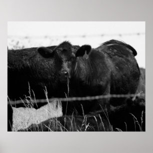 Zwart-witte Koeien achter gestreepte draadfentie 1 Poster