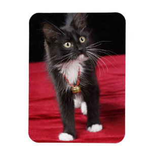 Zwart-witte kortharige kitten, 2 1/2 maanden magneet