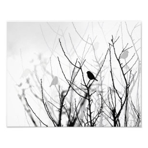 Zwart-witte kunstfoto, natuur, vogels, bomen foto afdruk