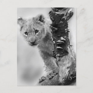 Zwart-witte leeuwenwelpje briefkaart