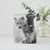 Zwart-witte leeuwenwelpje briefkaart (Staand voorkant)