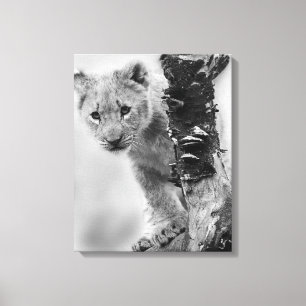 Zwart-witte leeuwenwelpje canvas afdruk